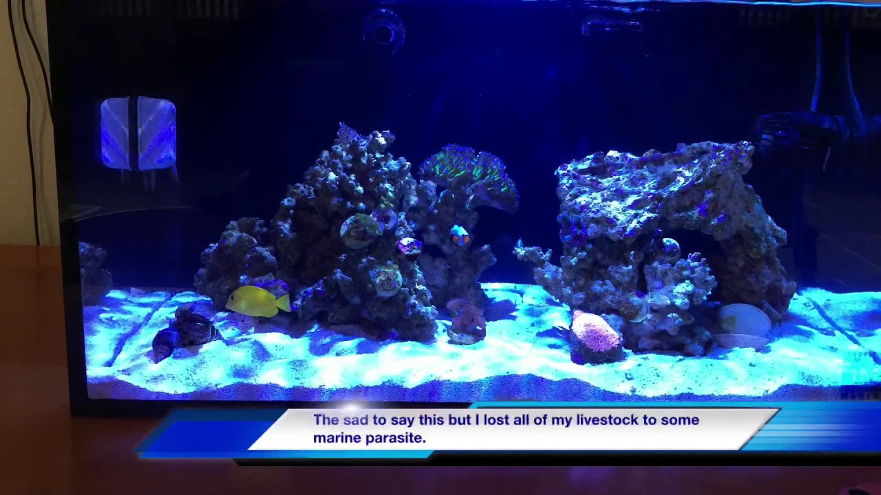 Kessil A80 year update and upgrade to Radion xr15.
