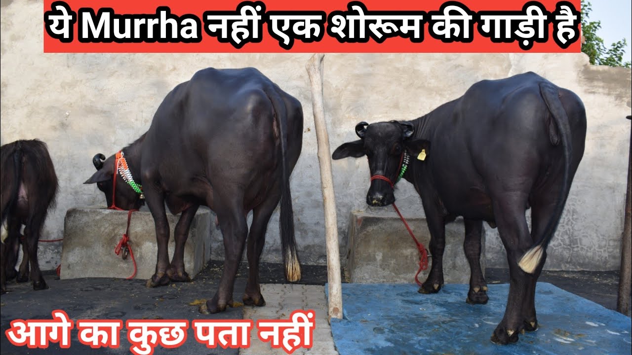 अनुभवी पशुपालक Krishan sir's Nimoth की Beautiful मूर्राह Heifair और शानदार बाखडी भैंस बिक्री के लिए.