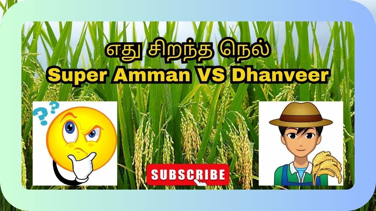 Super Amman VS Dhanveer