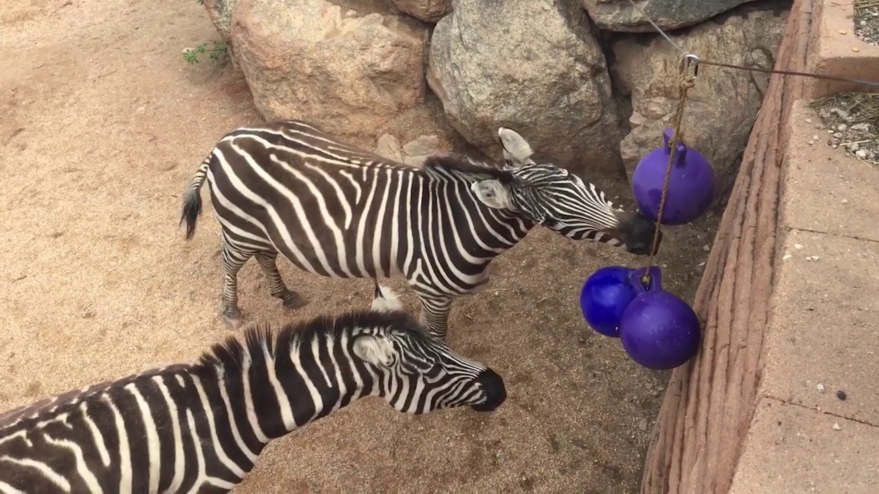 Abnormally Normal: Zebra Enrichment