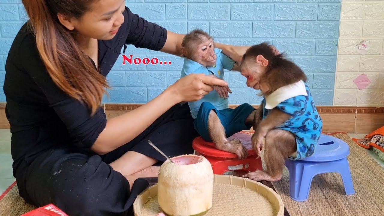 Mimi monkey quarrels with Kuku while eating