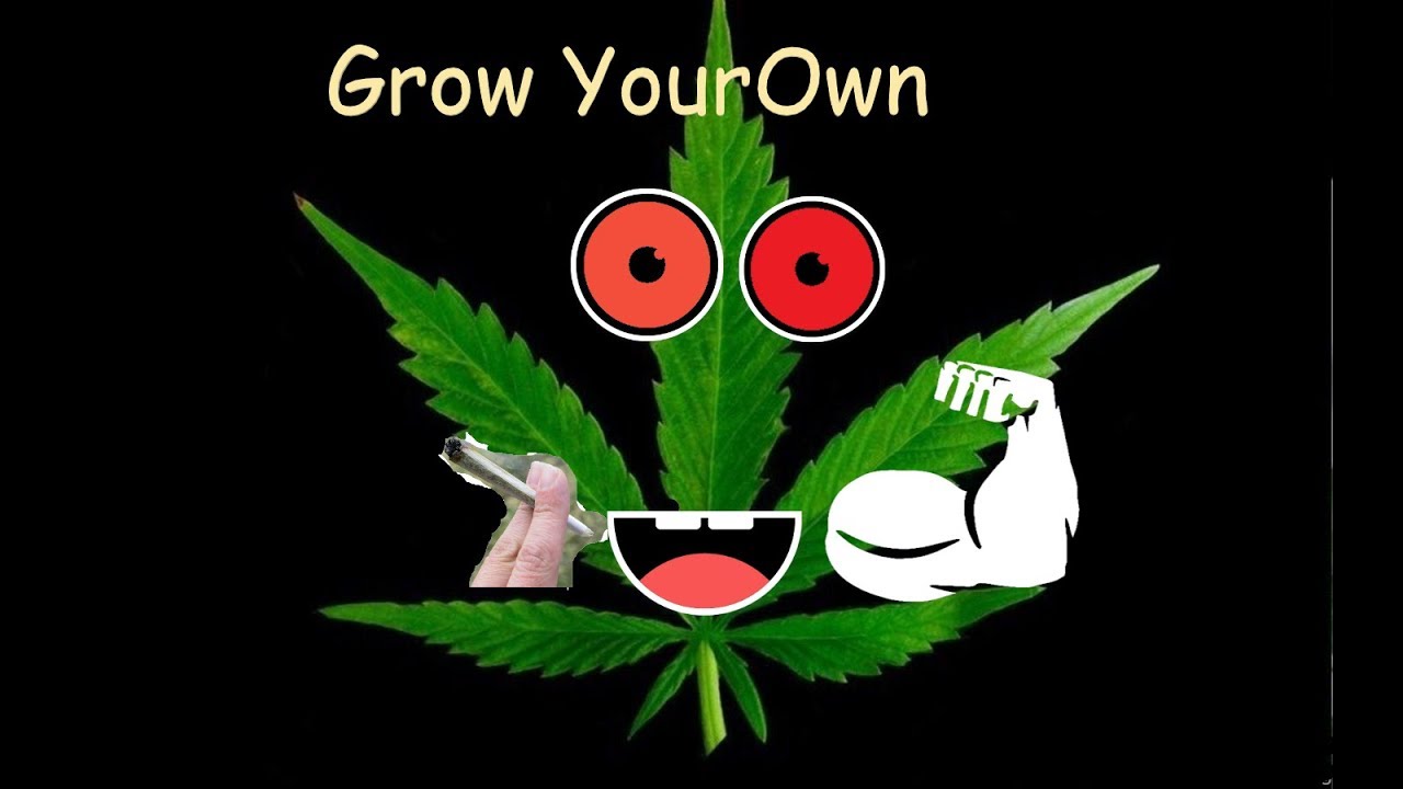 Learn how to grow cannabis like a pro! 7 easy steps!
