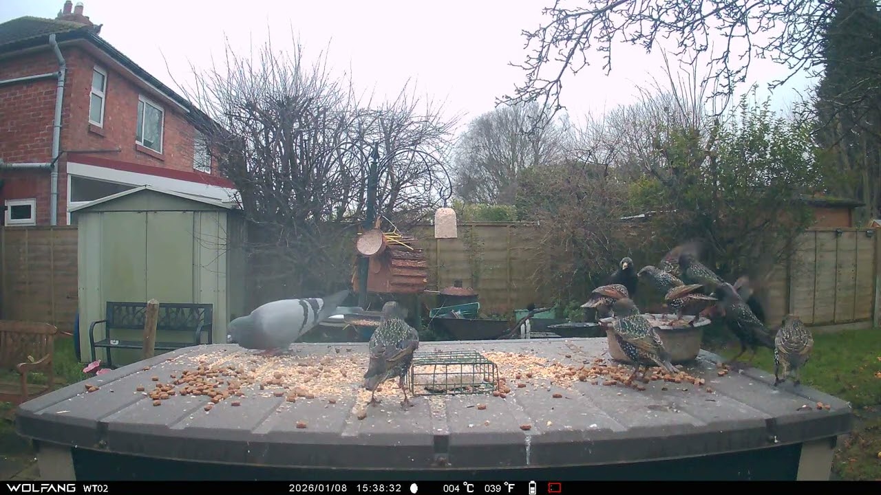 Blackbird Pigeon Starlings