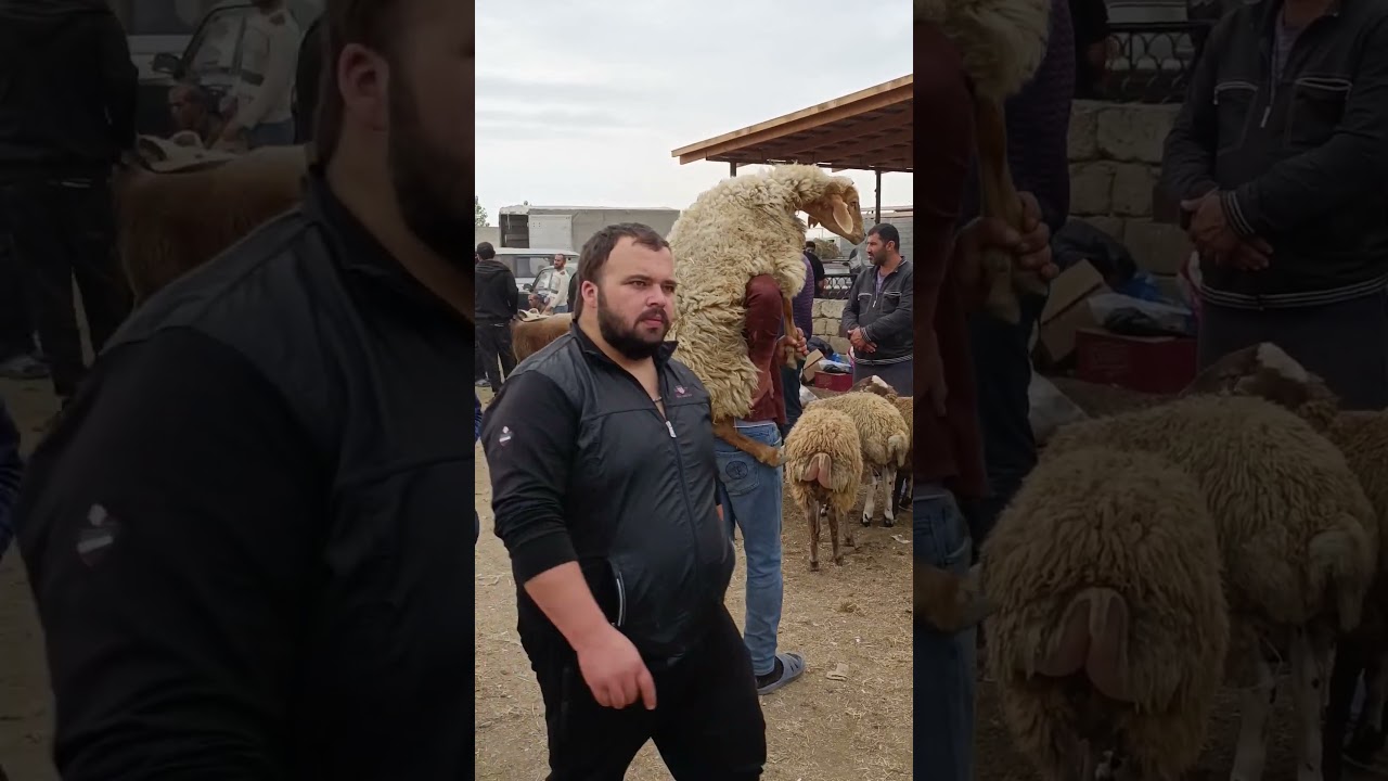Maştağa Qoyun bazarı