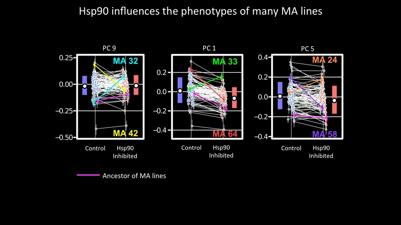 K Geiler-Samerotte: Selection transforms the genetic landscape of Hsp90-interacting variation.