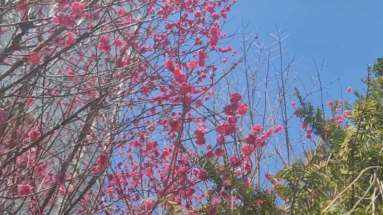 # 홍매화 목련꽃 매화꽃 보며 #힐링하세요