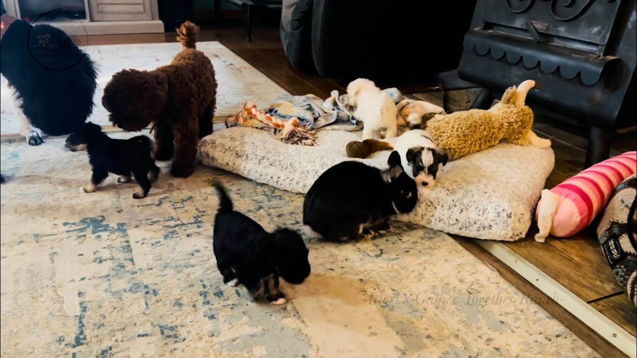 Curious Mini Schnauzer Puppies Playing With The Big Dogs & a Bunny! 