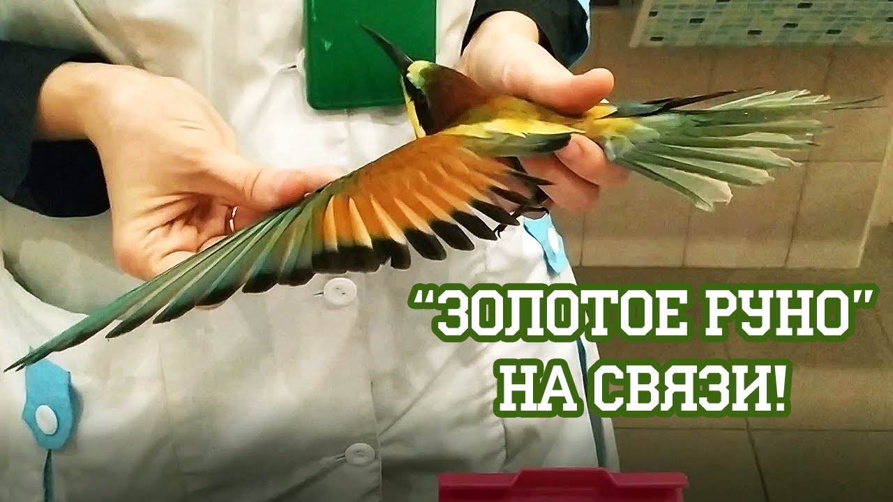 Приветы из лета! Наши птицы на приеме у Марии Маркиной