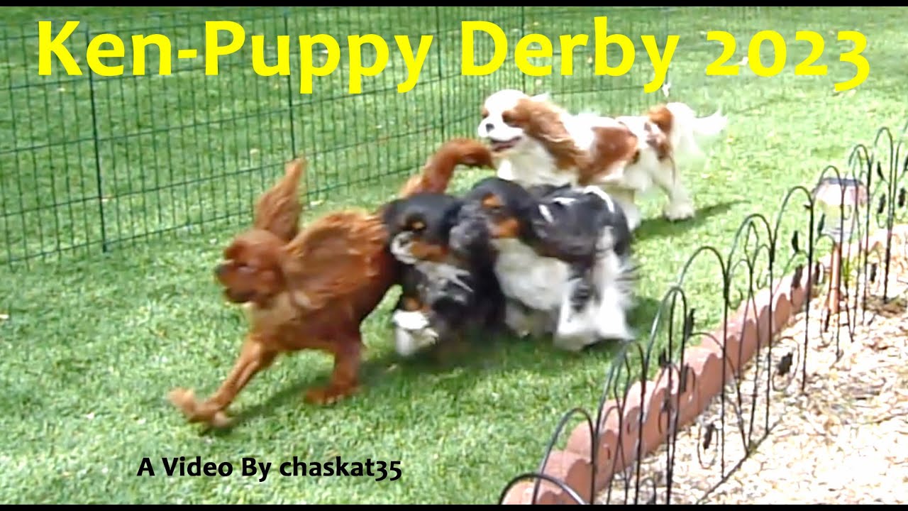 Ken-Puppy Derby 2023