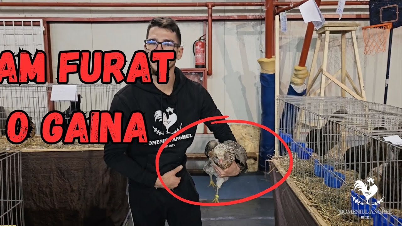 EXPOZITIA JUDETEANA DE PASARI, PORUMBEI SI IEPURI PITESTI 2023