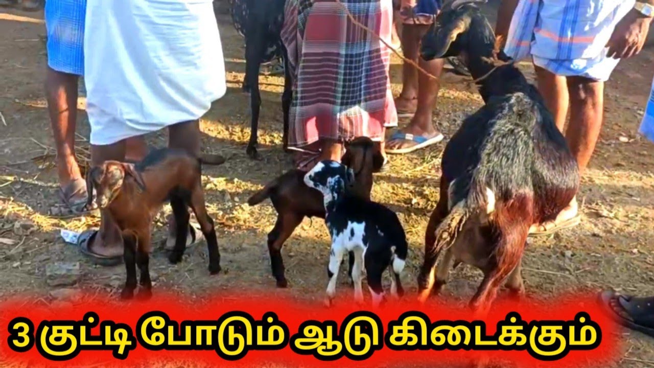 வேப்பூர் ஆட்டு சந்தை|veppur goat market