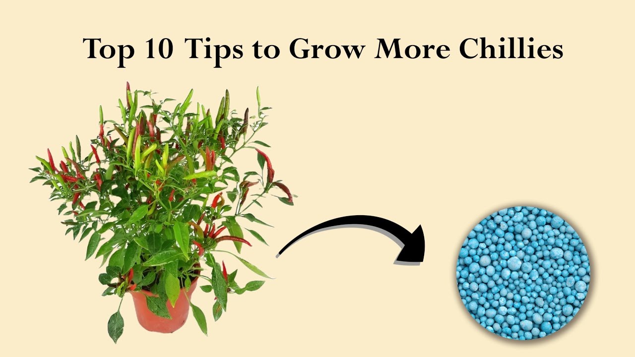 Harvest more Chillies with these effective tips!!