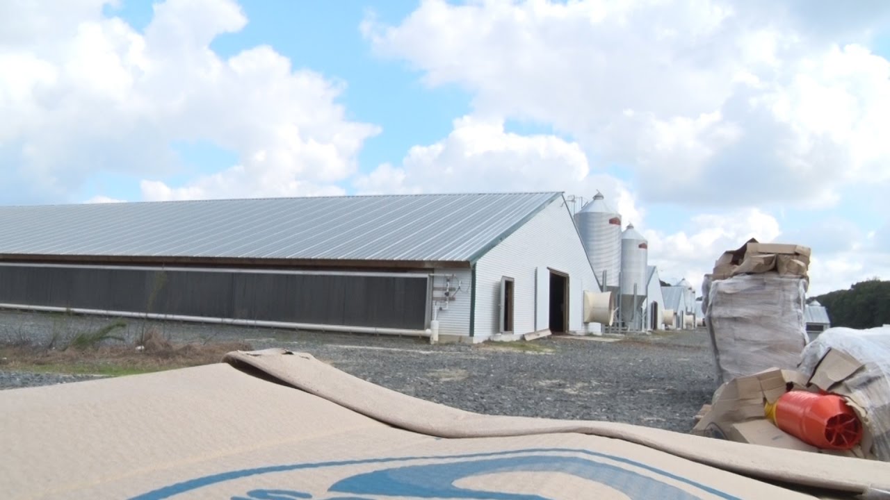 CHICKEN WARS: Concerns raised about possible health concerns from industrial chicken farms