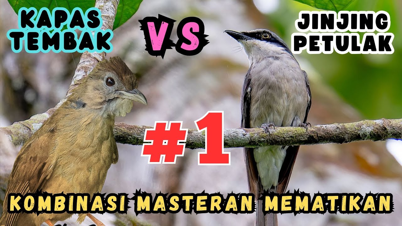 MASTERAN KOMBINASI | JINJING PETULAK & KAPAS TEMBAK🔥 Speed Rapat, Tembakan Durasi Panjang Jernih