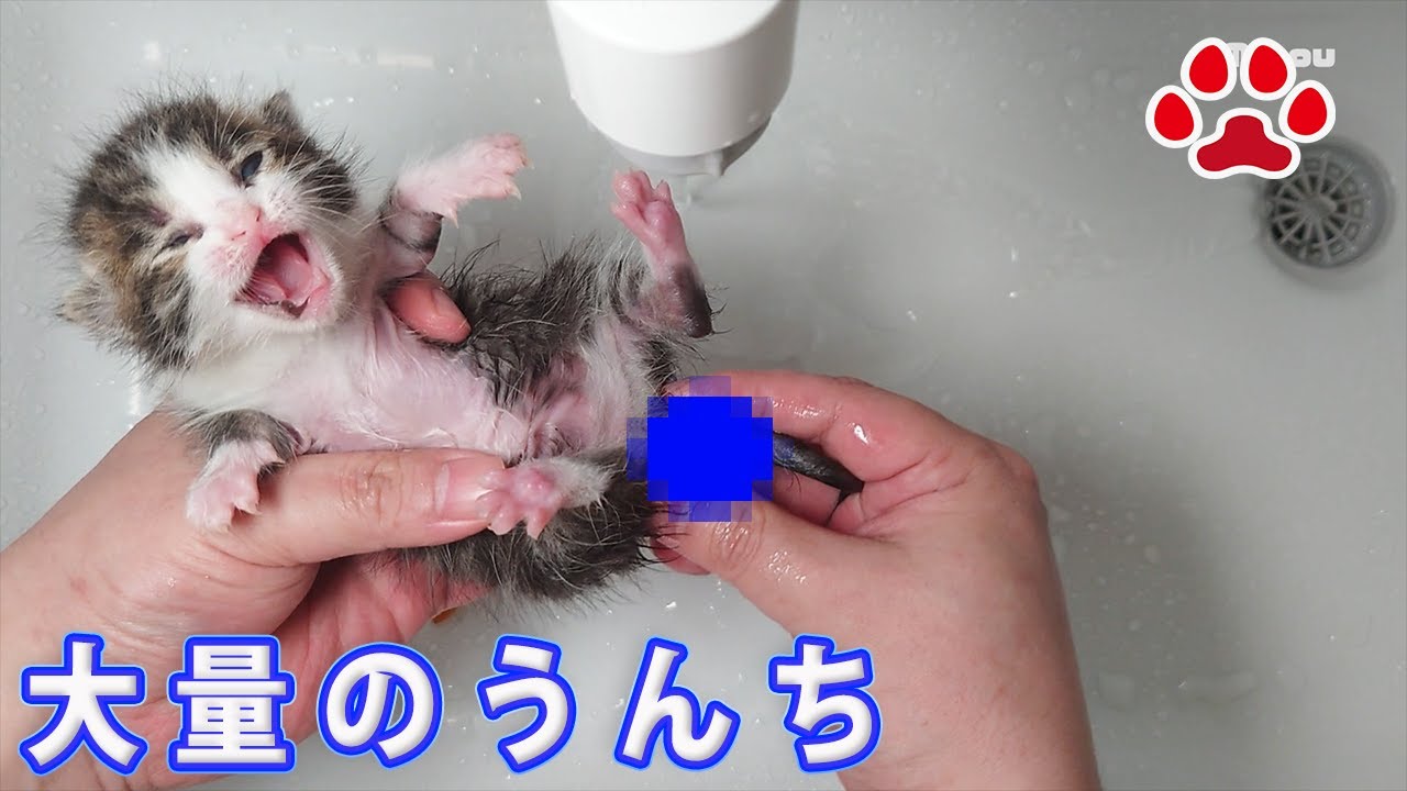 [Какашки котенка: предупреждение]Как побудить котенка какать и первый раз, когда котенок много какал