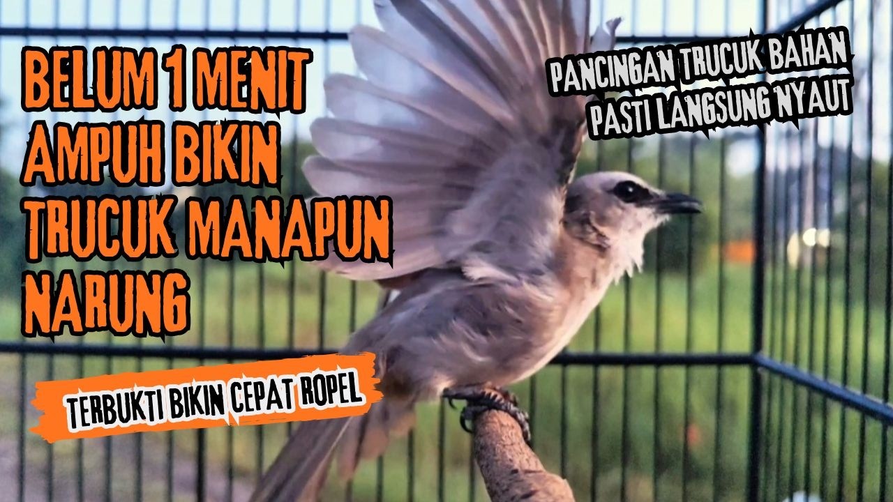 Trucukan Gacor ROPEL PANJANG Saat Subuh COCOK untuk Pancingan Trucuk BAHAN dan MASTERAN TRUCUK Paud