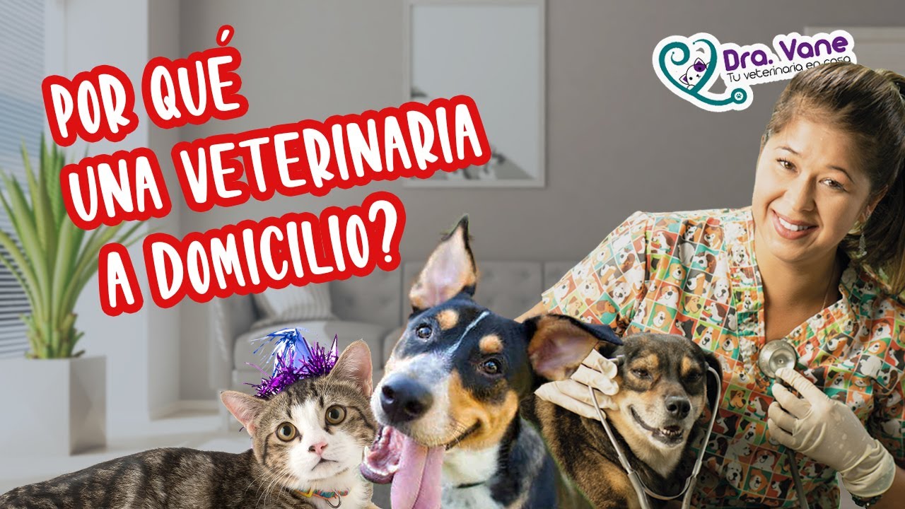 ¿Por qué una veterinaria a domicilio? | Testimonios | Dra. Vane
