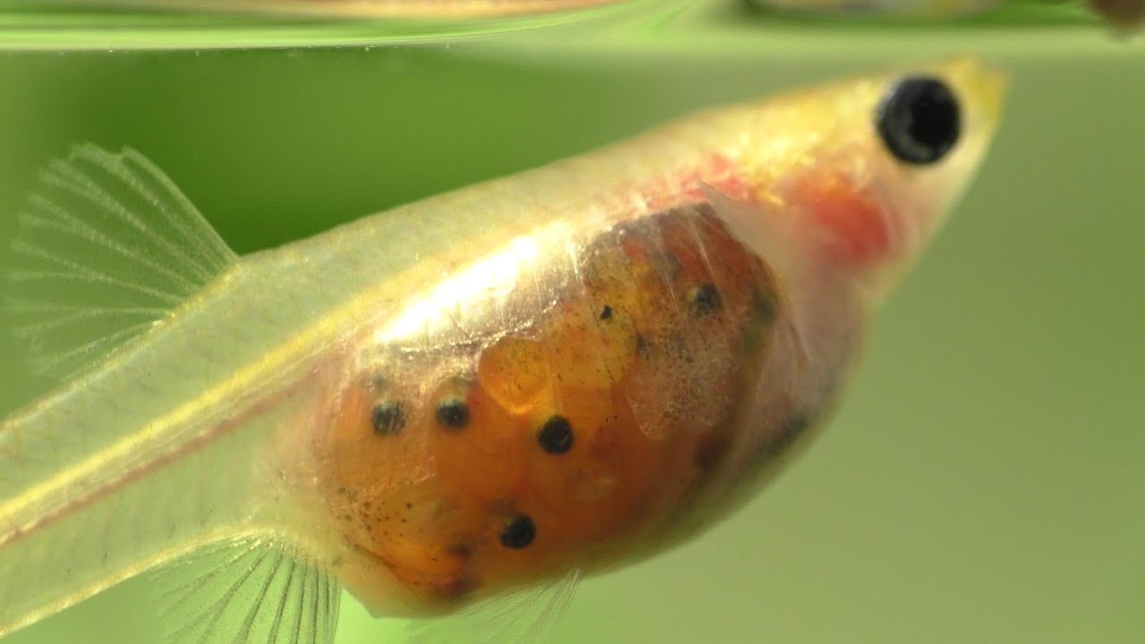 The Amazing See-Thru Glass Belly Guppy