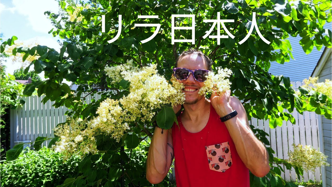 Le lilas japonais