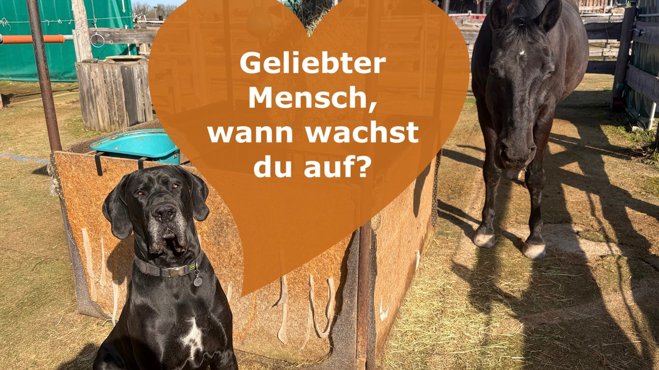 WACHT ENDLICH AUF‼️ Ein Appell aus dem Kollektiv der Tiere an die Menschheit! 👏
