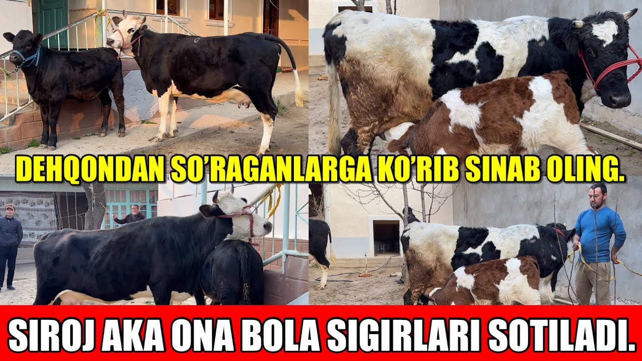 SIROJ AKA ONA BOLA SIGIRLARI SOTILADI.DEHQONDAN SO’RAGANLARGA.