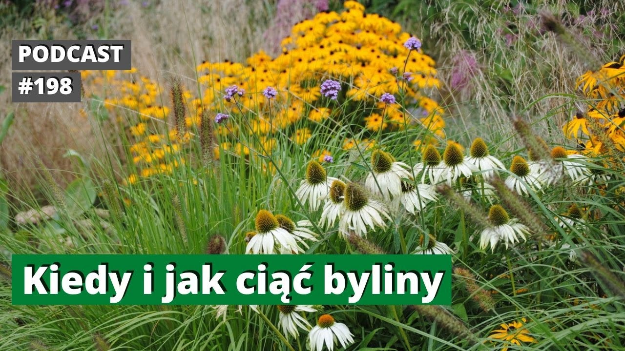 NoO 198.  Jak ciąć byliny. Zasady cięcia bylin - podcast.