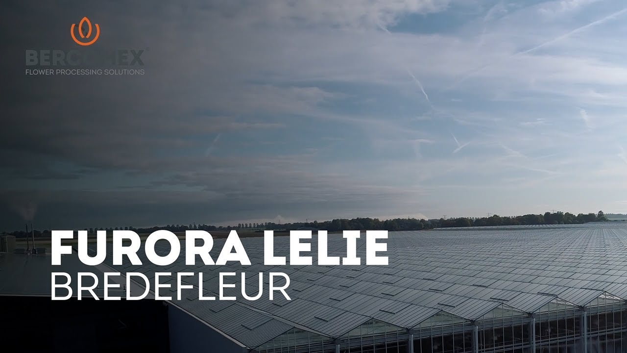 BERCOMEX FURORA LELIE - NEDERLANDS
