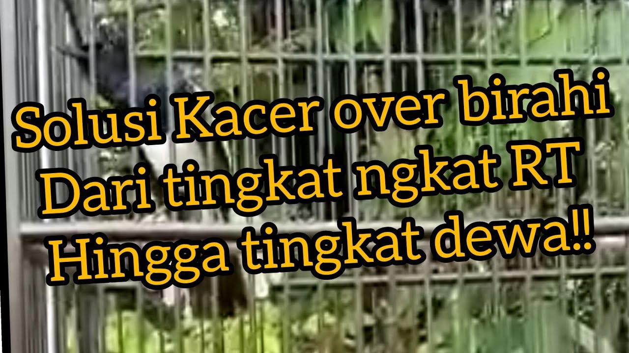perawatan Kacer over birahi tingkat dewa😬