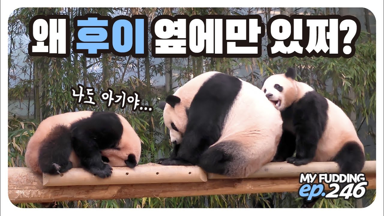 참다못한 루이! 나도 엄마가 필요해💥 후이는 엄마 껌딱지