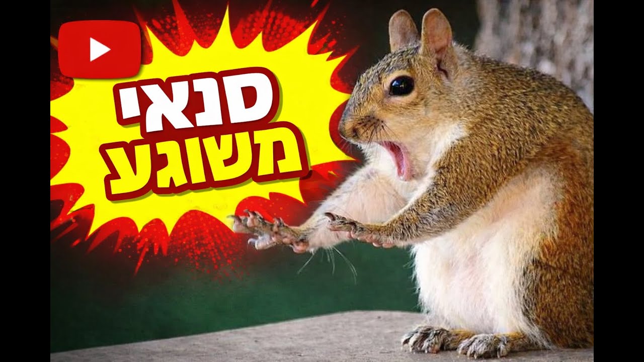 סנאי משוגע - Crazy squirrel