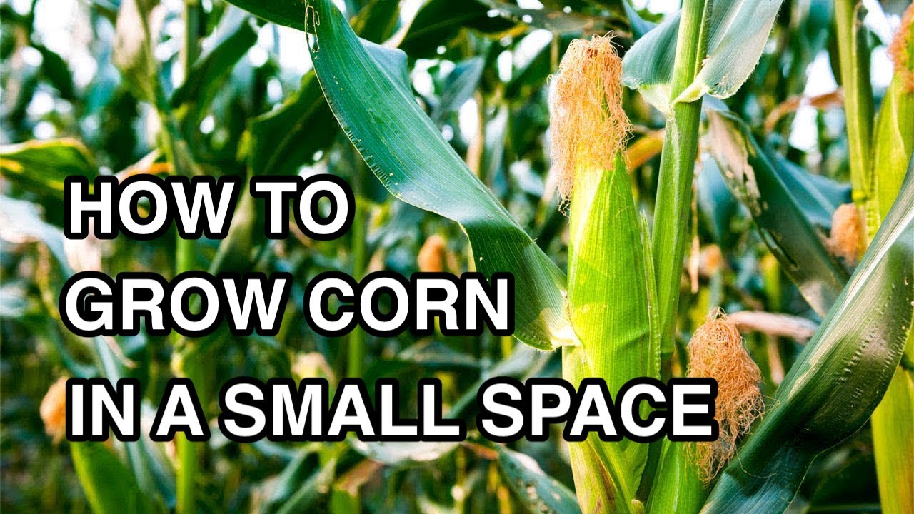 Hand Pollinate Corn