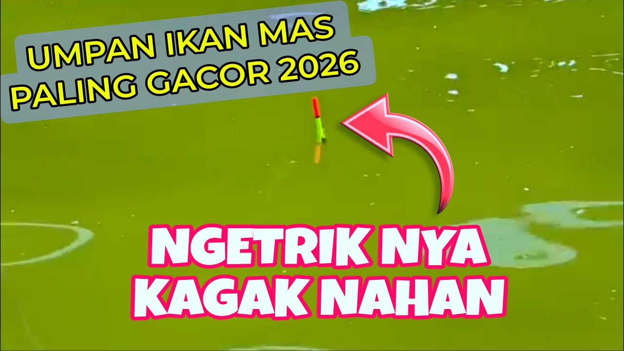 Racikan Umpan Ikan Mas Paling Gacor Simpel Murah