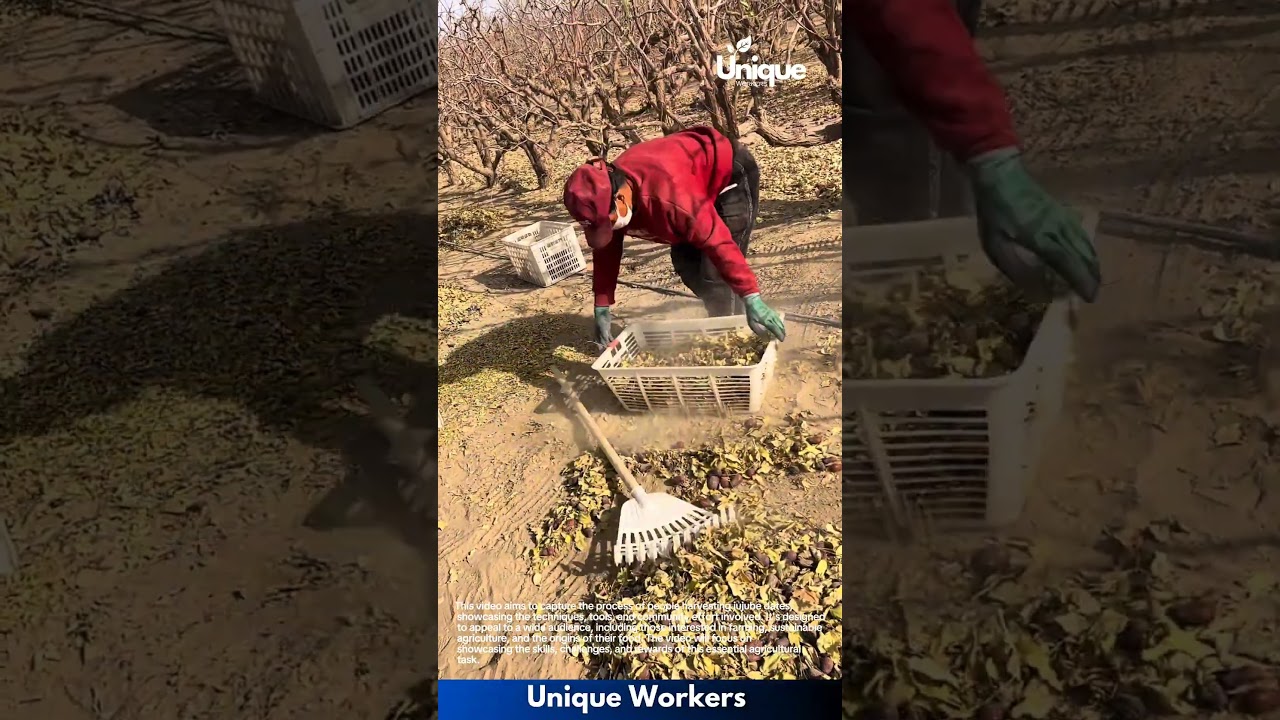 Harvest Cleanup in Orchard: Worker Rakes Fallen Fruits and Leaves Efficiently