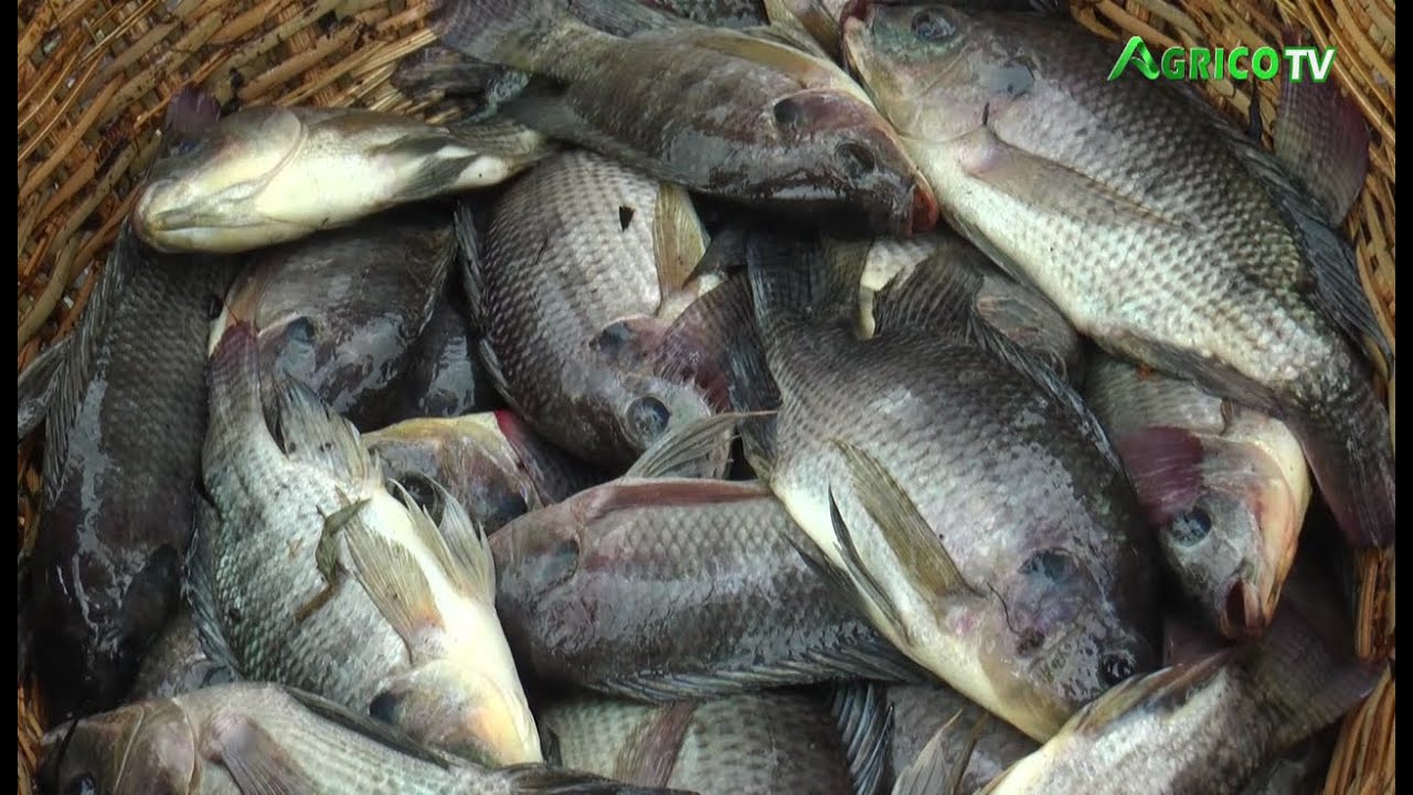 PISCICULTURE: LE TILAPIA GUINEENSIS, UNE SPECIALITE DE LA FERME AGRO-PISCICOLE MARVELLOUS DIVINE