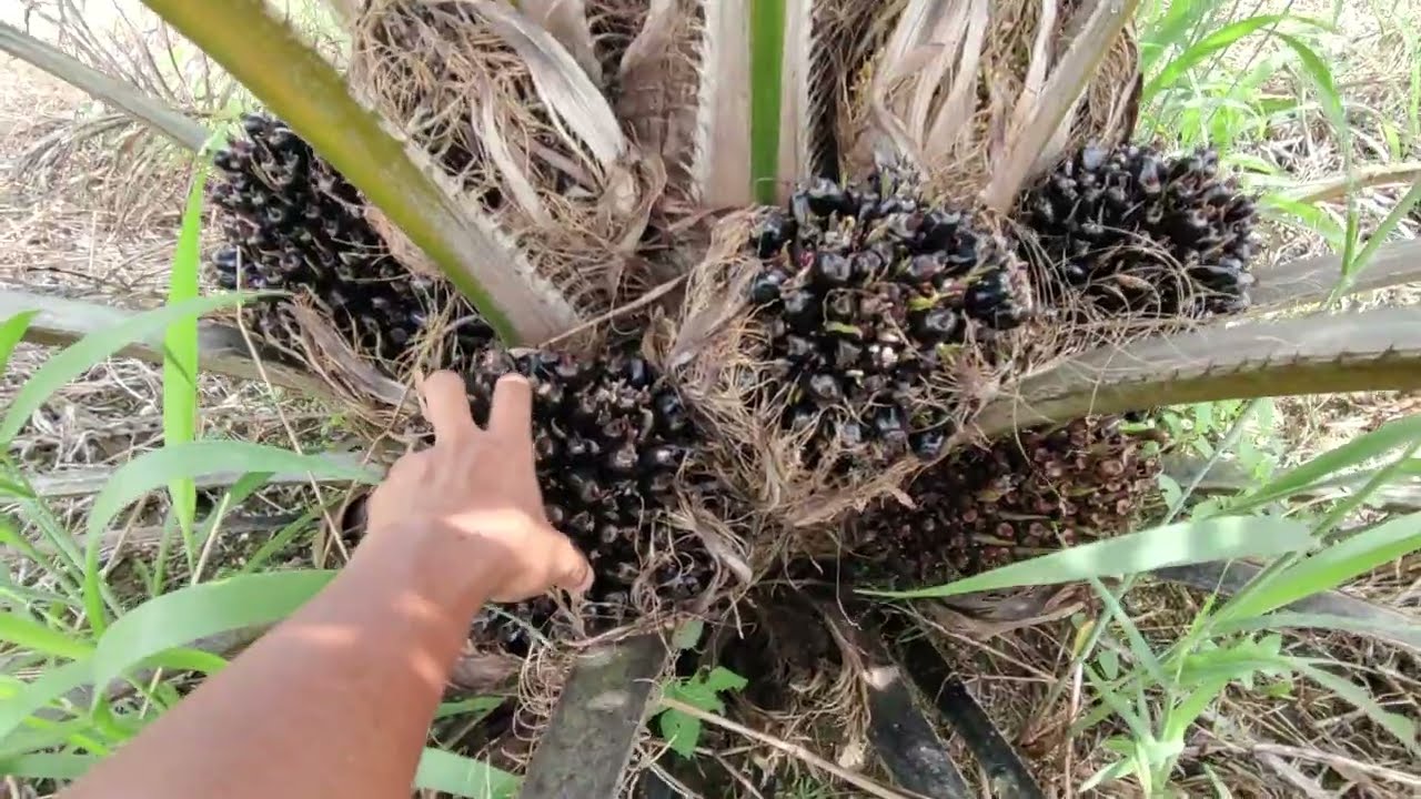 PPKS YANGAMBI TIDAK DIRAGUKAN