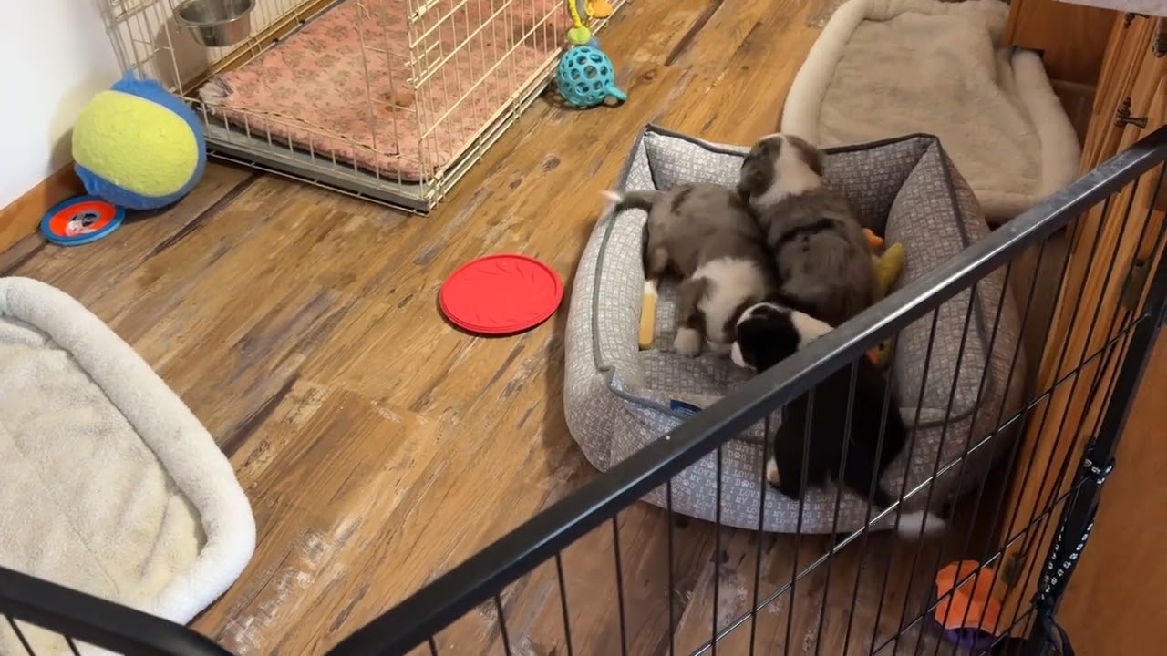 Aussalier Puppies Chip Charlie & Chester