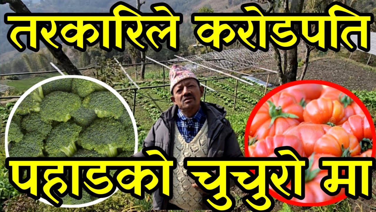 42 रोपनिमा तरकारी खेती गरेर सिङ्गो बजारलाइ पुर्याएका नेवार काका, तरकारिले करोड kamaaudaiagriculture