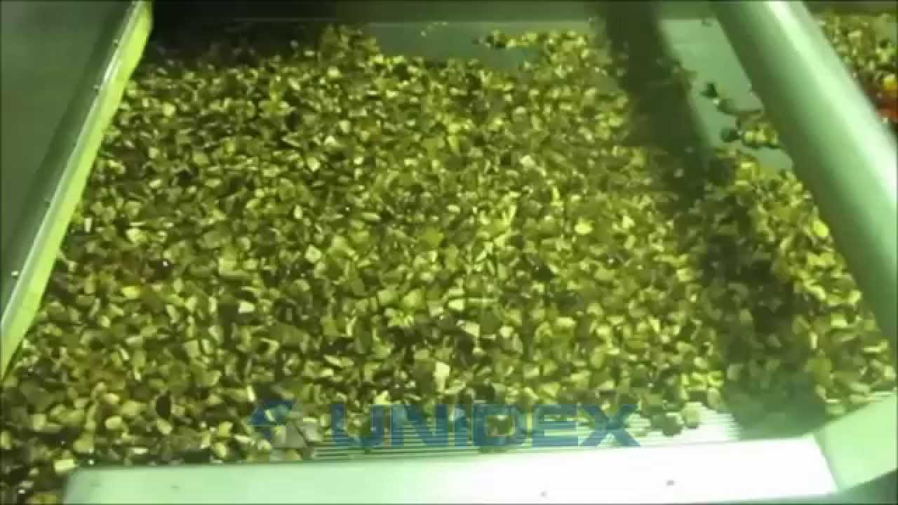 Unidex IQF Tunnel freezing mushrooms, Tunel zamrażalniczy Unidex zamrażanie podgrzybka
