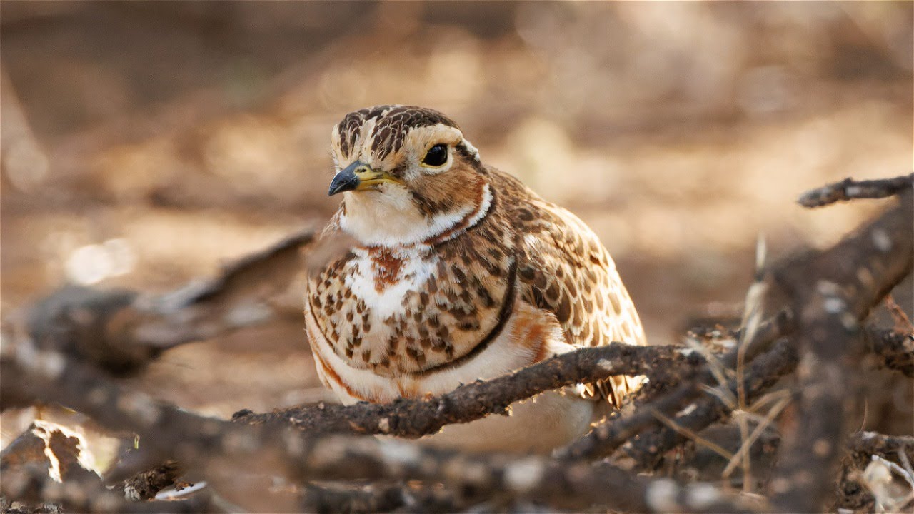Birding in Kenya, February 2024, part 2: Lake Baringo