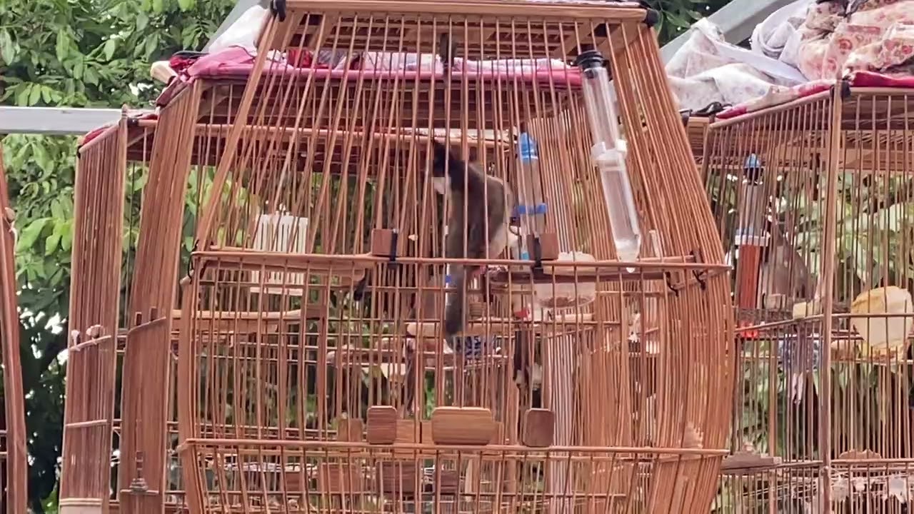 Lật dẻo Tốc độ. Đôi chân ma thuật. | hàng sưu tầm