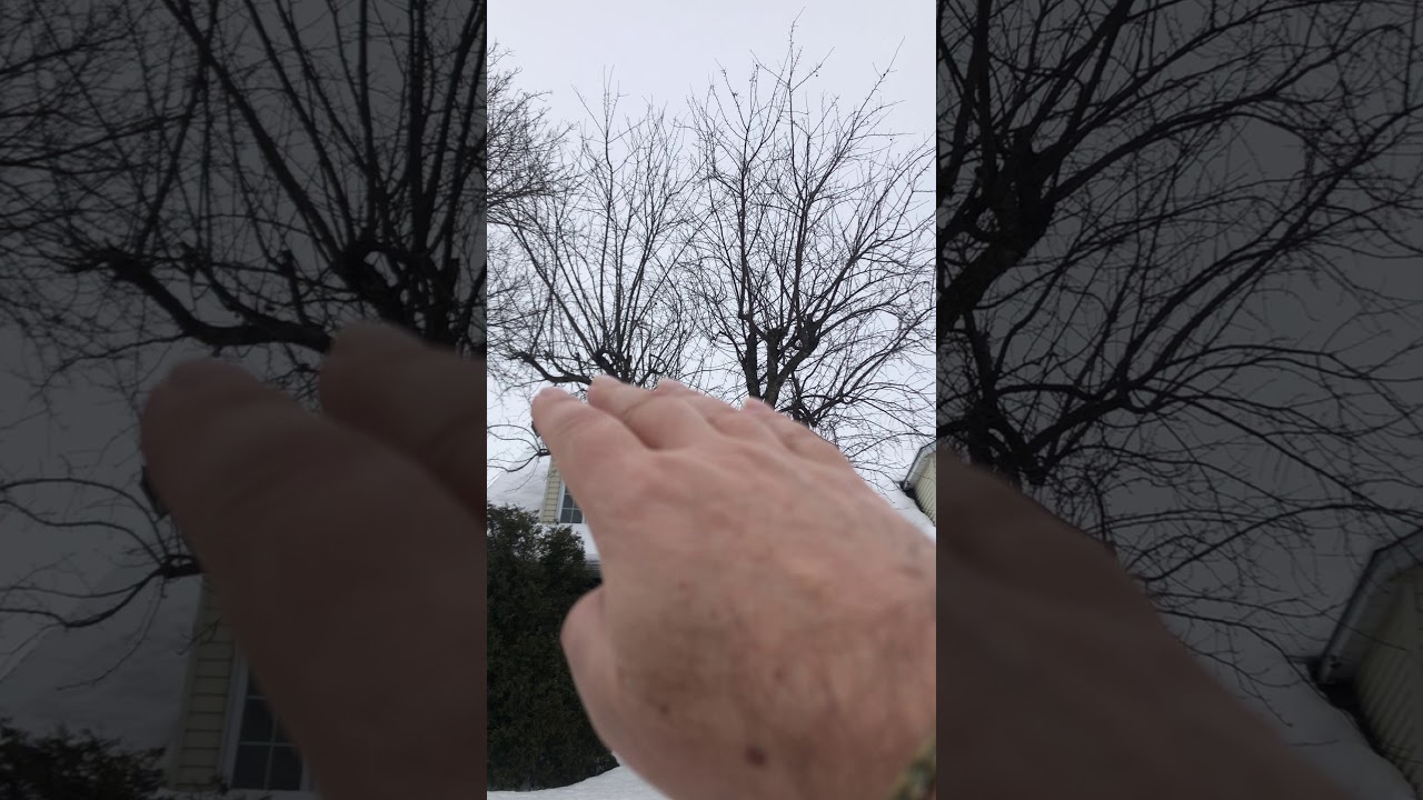 R&eacute;sultat d'une taille beaucoup trop s&eacute;v&egrave;re sur un pommetier.