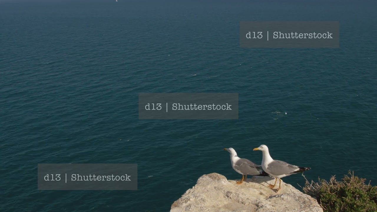 Seagulls on the rock overlooking quiet ocean