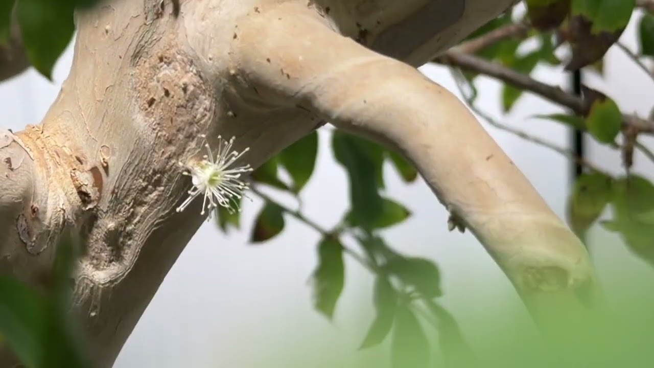 Jaboticaba “Bonsai” Flowering Indoors! 