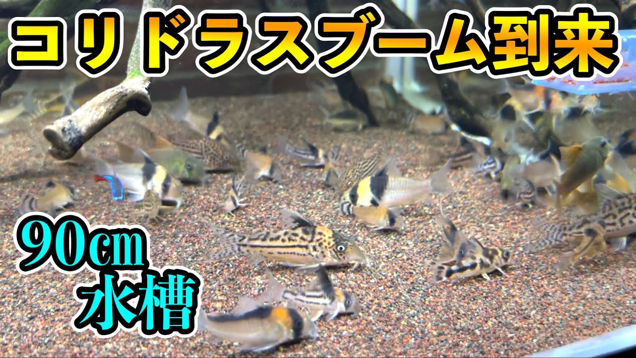 90㎝水槽のコリドラス　コリコレクション　メジャー種からレア種の大混泳　コリドラスの魅力に迫る！アクアリウム　ナリケンさん水槽部屋パート2