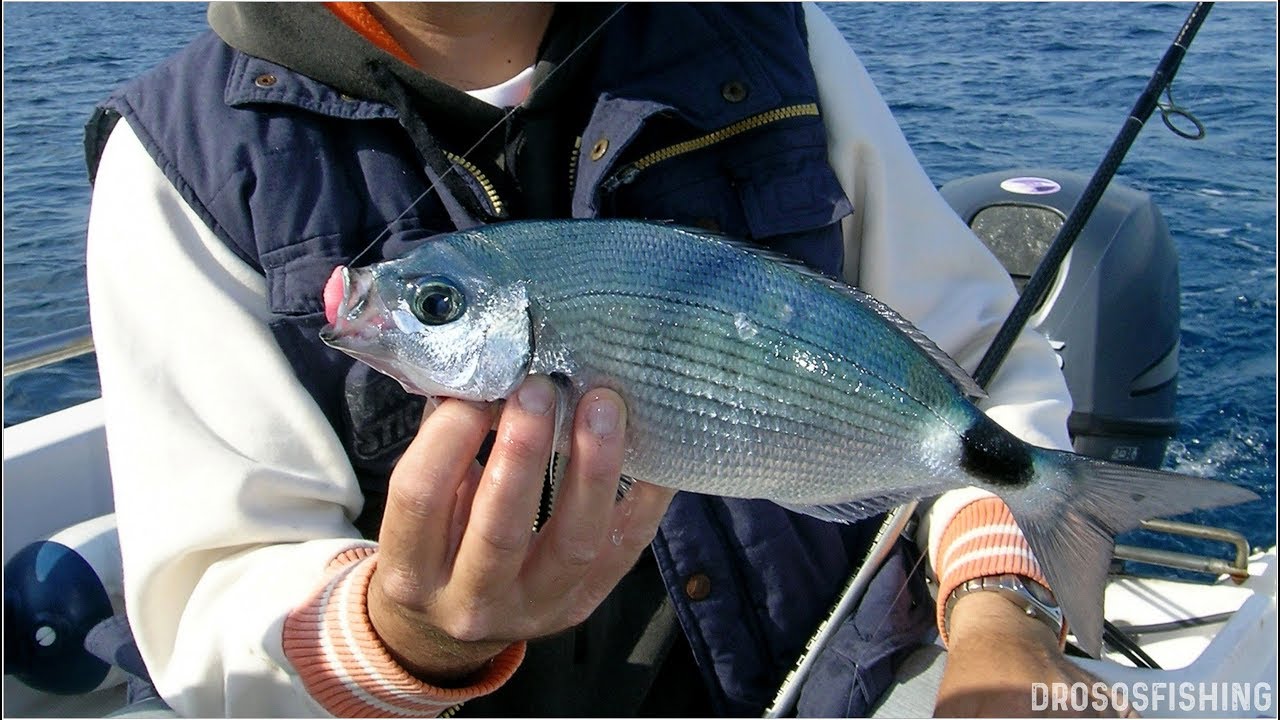 Saddled Seabream Fishing - Μελανούρια με Ελαφριά Συρτή - Μέρος 1ο