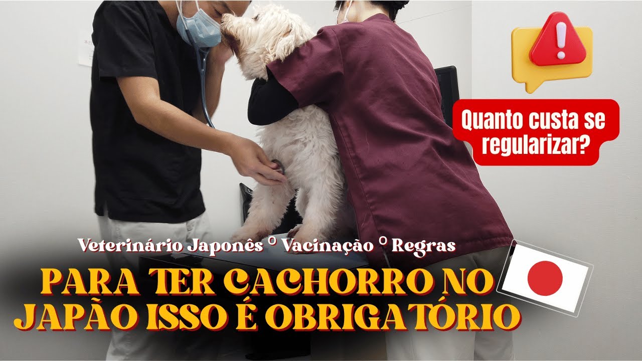 Vida Pet no Japão 🇯🇵🐾dia de vacina, clínica veterinária e burocracia —  quanto custa tudo isso?