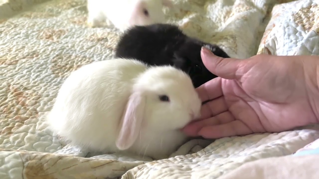 Holland lops baby bunnies in bed while I recover from surgery. Passing time and healing with bunnies