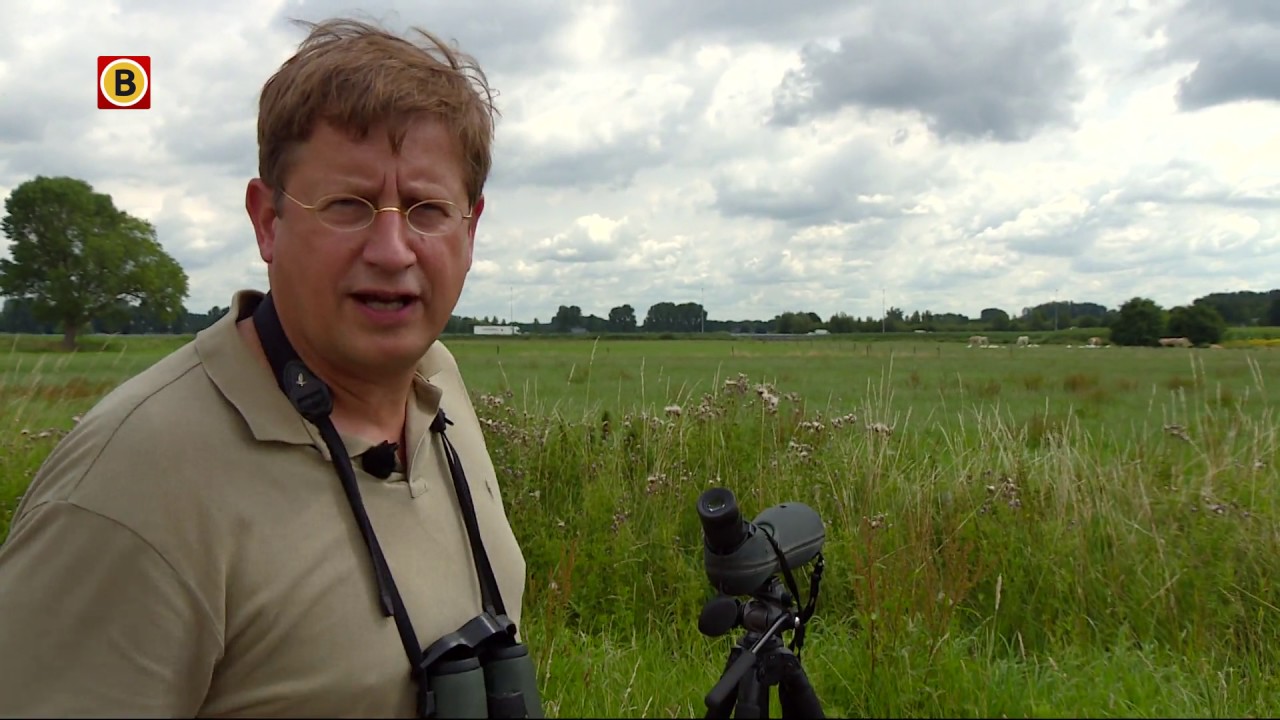 Ganzen zorgen voor veel overlast in Brabant, maar hoeveel leven er hier eigenlijk?