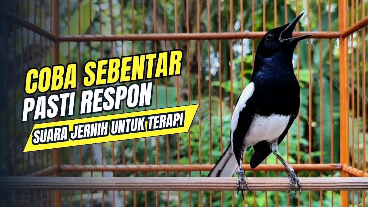 suara BURUNG kacer GACOR ngeplong KONSLET Tarung ini Paling Ampuh buat PANCINGAN KACER agar EMOSI