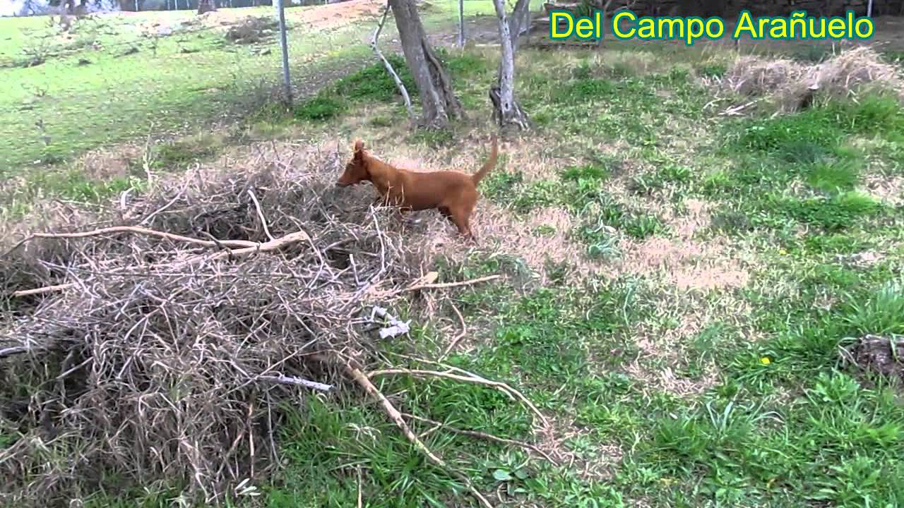 Kain & Dama , Cachorros talla media 